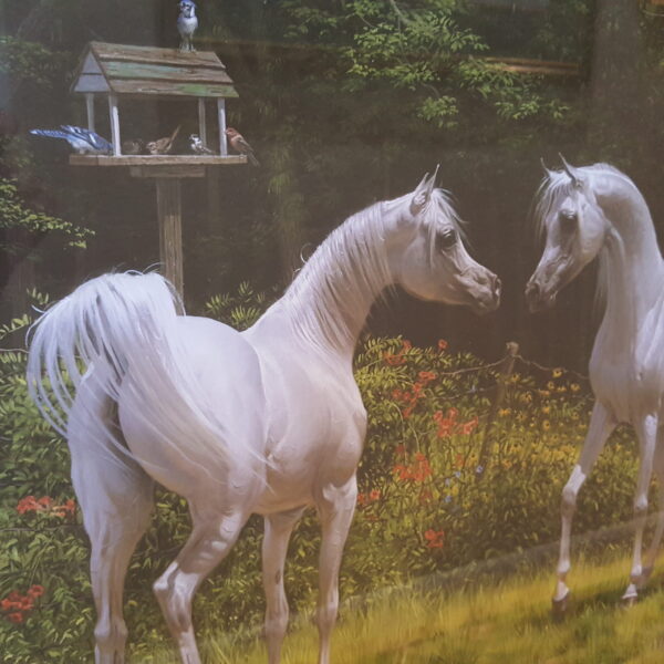 Romance in the Air – Hand-Signed Mary Haggard Limited Edition | White Arabians in Bloom 30x26 Framed - Image 3