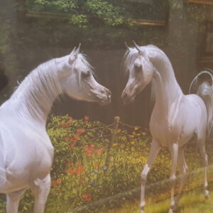 Romance in the Air – Hand-Signed Mary Haggard Limited Edition | White Arabians in Bloom 30x26 Framed