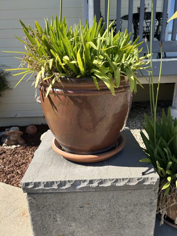 Timeless Bronze Color Ceramic Garden Planters (Set of 3) – With Mature Greenery - Image 7