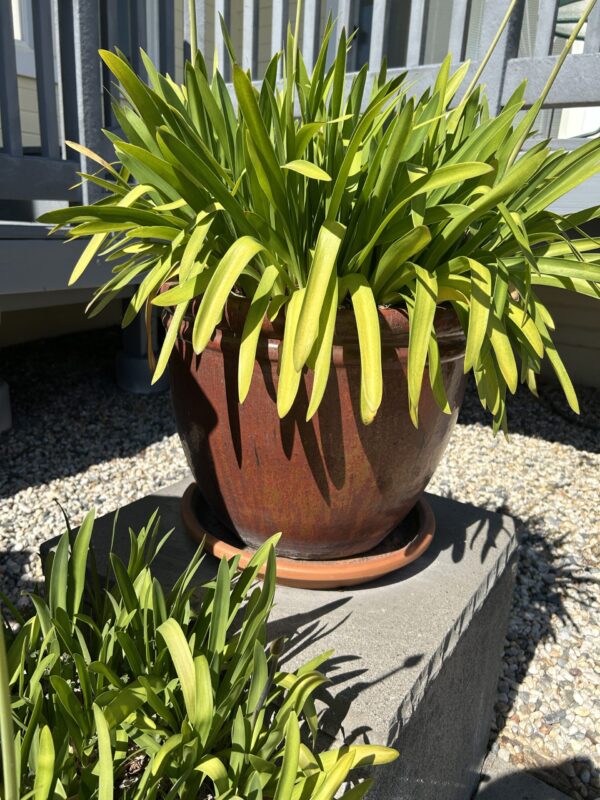 Timeless Bronze Color Ceramic Garden Planters (Set of 3) – With Mature Greenery - Image 5