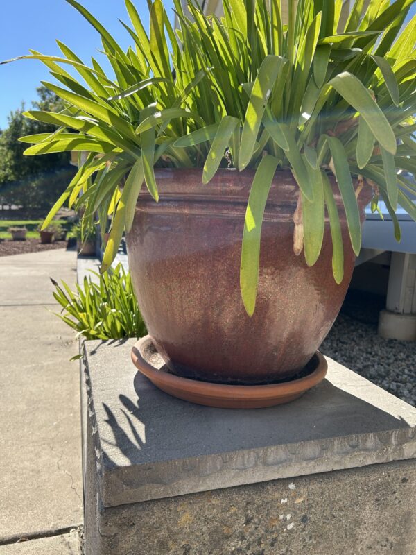 Timeless Bronze Color Ceramic Garden Planters (Set of 3) – With Mature Greenery - Image 4