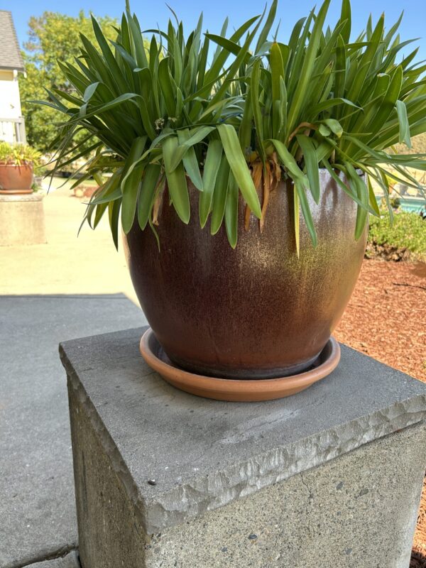 Timeless Bronze Color Ceramic Garden Planters (Set of 3) – With Mature Greenery - Image 3