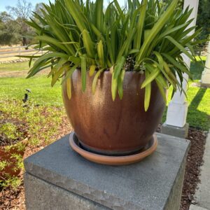 Timeless Bronze Color Ceramic Garden Planters (Set of 3) – With Mature Greenery