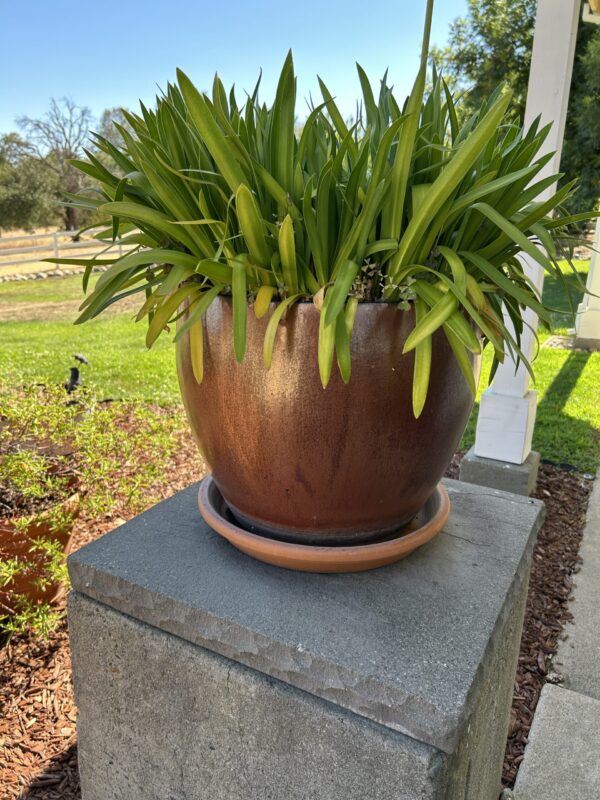Timeless Bronze Color Ceramic Garden Planters (Set of 3) – With Mature Greenery