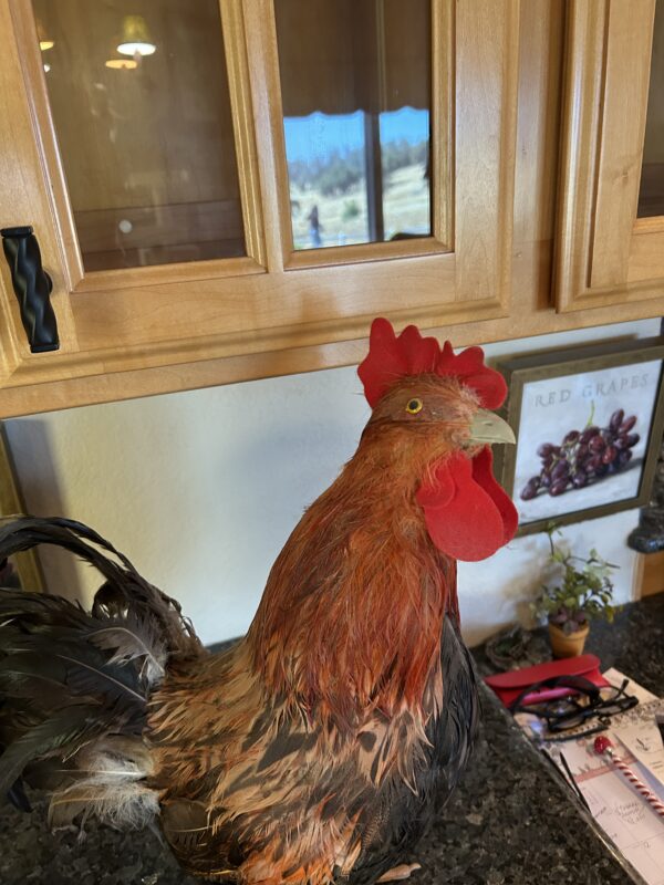 Fiery Morning Glory – Real Feather Rooster Décor 19" - Image 6