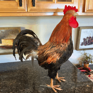 Fiery Morning Glory – Real Feather Rooster Décor 19"